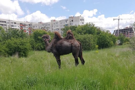 Екзотика насред София! Камила пасе в столичен квартал