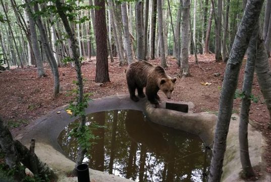 Над 25 000 туристи посетиха мечия парк край Белица