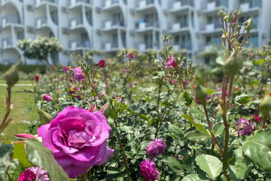 Чисто и красиво е в Албена, гостите на курорта се наслаждават на впечатляващия Розариум с хиляди цветя (снимки)