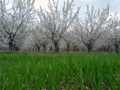 Френски пикник в България под цъфнали череши, ето кога и къде