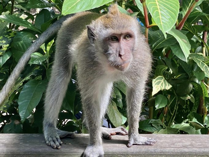 Гората на маймуните на остров Бали – разходка сред вековни дървета, храмове и стотици игриви маймунки