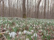 Пролетта постила „килим“ от кокичета край Добрич (снимки+видео)