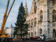 Алпийски смърч ще краси коледния базар пред виенското кметство